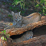 Bobcats At Rest Art Print