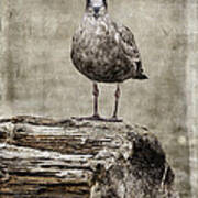 Bodega Bay Seagull Art Print