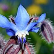 Borage (borago Officinalis) Flower Art Print