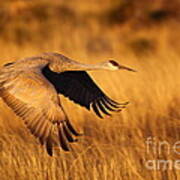 Bosque Sandhill Art Print