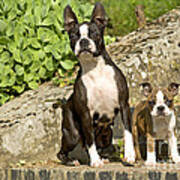 Boston Terrier And Puppy Art Print
