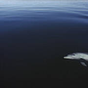 Bottlenose Dolphin Swimming Australia Art Print