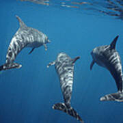 Bottlenose Dolphin Trio Galapagos Art Print