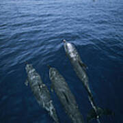 Bottlenose Dolphins Surfacing Shark Bay Art Print