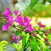 Bougainvillea at a Waterfall Photograph by Catherine Sherman | Fine Art ...
