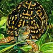 Box Turtle Art Print