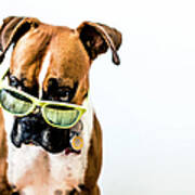 Boxer Dog With Bright Green Sunglasses Art Print