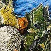 Brain Coral In The Indian Ocean Art Print