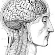 Brain From Right Side, 1883 Art Print