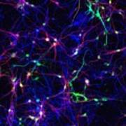 Brain Nerve Cells Art Print