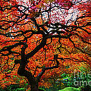 Bright Red Color Maple Art Print