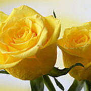 Bright Yellow Roses. Art Print