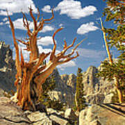 Bristlecone Pine - Great Basin National Park - Nevada Art Print