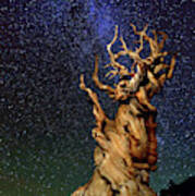 Bristlecone Pine Art Print