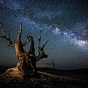 Bristlecone Pine Tree And The Milky Way Art Print