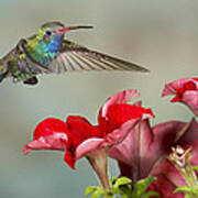 Broad Billed Hummingbird 4 Art Print