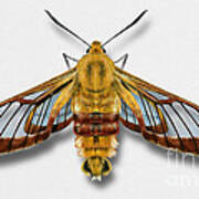 Broad-bordered Bee Hawk Moth Butterfly - Hemaris Fuciformis Naturalistic Painting -nettersheim Eifel Art Print