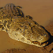 Broad-snouted Caiman South America Art Print