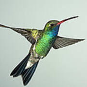 Broadbill Hummingbird Alternate Wing Pose Art Print