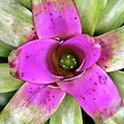 Bromeliad Art Print