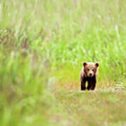 Brown Bear Cub Walking Down A Trail At Art Print