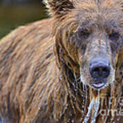Brown Bear With Water Pouring Off Face Art Print