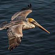 Brown Pelican Flying Art Print