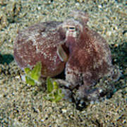 Brownstripe Octopus Octopus Burryi Art Print