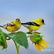 Sunflowers With Goldfinch Art Print