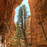 Bryce Canyon Trees Art Print
