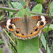 Buckeye Butterfly Art Print