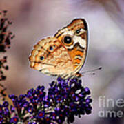 Buckeye Butterfly On Butterfly Bush Art Print