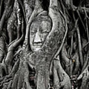 Buddha Head Wrapped In A Tree Art Print