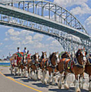 Budweiser Clydesdales Art Print