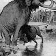 Buffalo Fighting A Mammoth Art Print