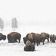 Buffalo Herd In Snow Art Print