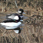 Bufflehead Pair Art Print