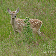 Bukhara Deer Calf Art Print