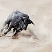 Bull Charging Across Sand Creating Dust Cloud Art Print