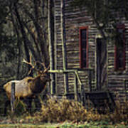 Bull Elk By The Old Boxley Mill Art Print