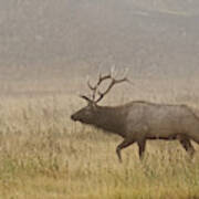 Bull Elk On Foggy Morning Along Madison Art Print