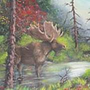 Bull Moose Art Print