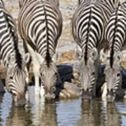 Burchells Zebras Drinking Etosha Np Art Print