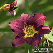 Burgundy Day Lily 20120706_24 Art Print