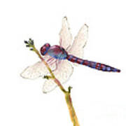 Burgundy Dragonfly Art Print