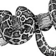 Burmese Python Art Print