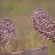 Burrowing Ground Owls Art Print