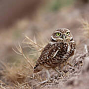 Burrowing Owl Art Print