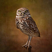 Burrowing Owl Portrait Art Print