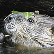 Busy Beaver Art Print